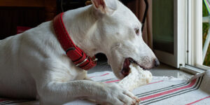 Le chien doit impérativement manger des os : vrai ou faux ?